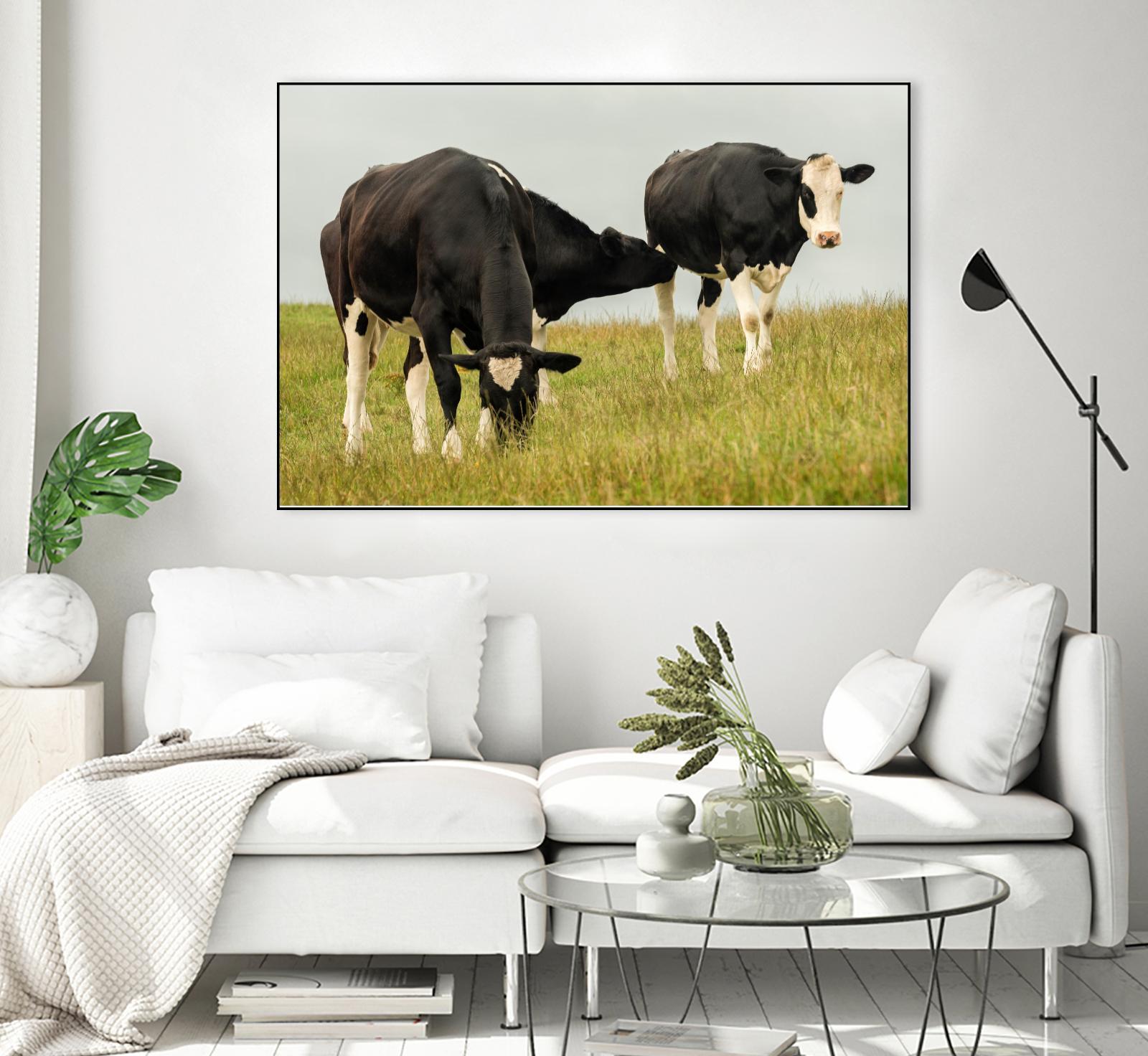 Country Cows by Andy Amos on GIANT ART - farm photography