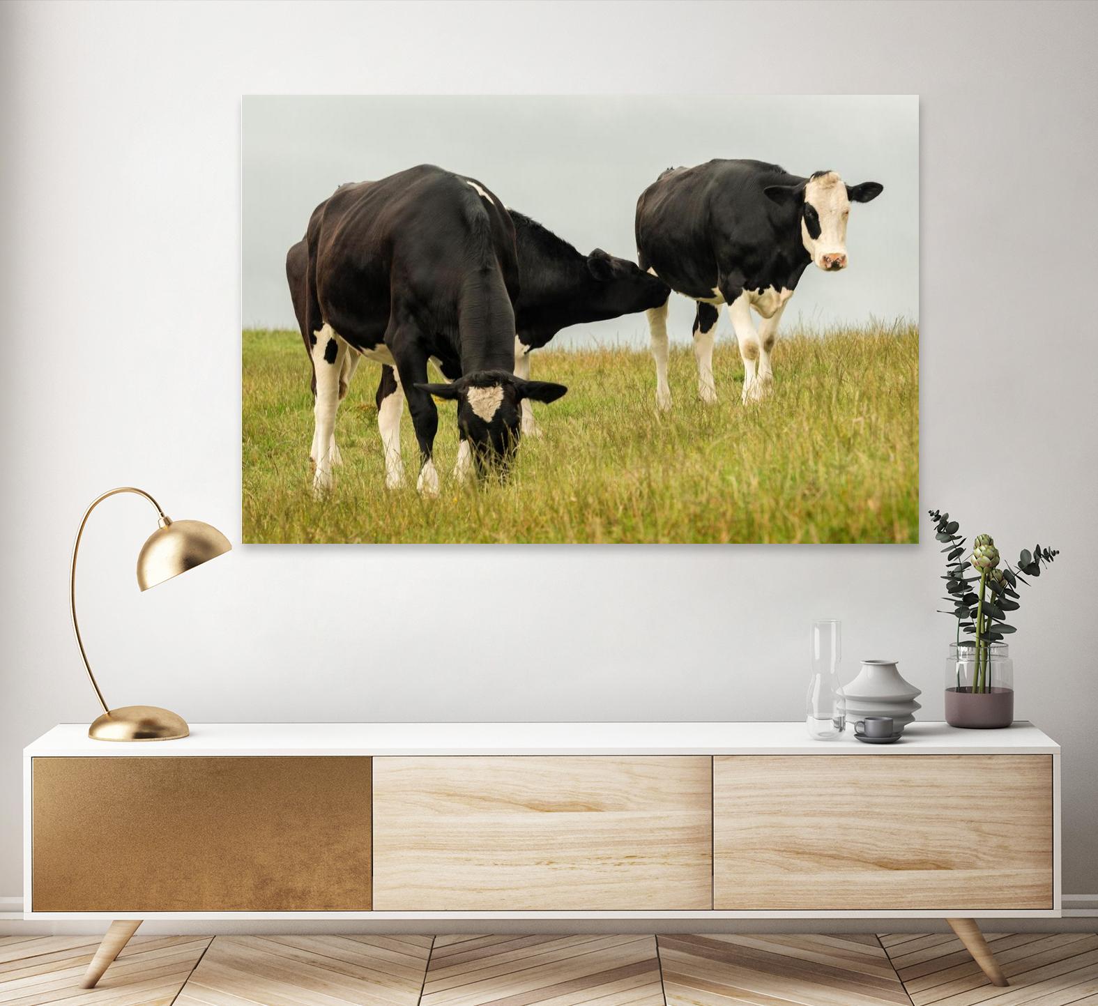 Country Cows by Andy Amos on GIANT ART - farm photography