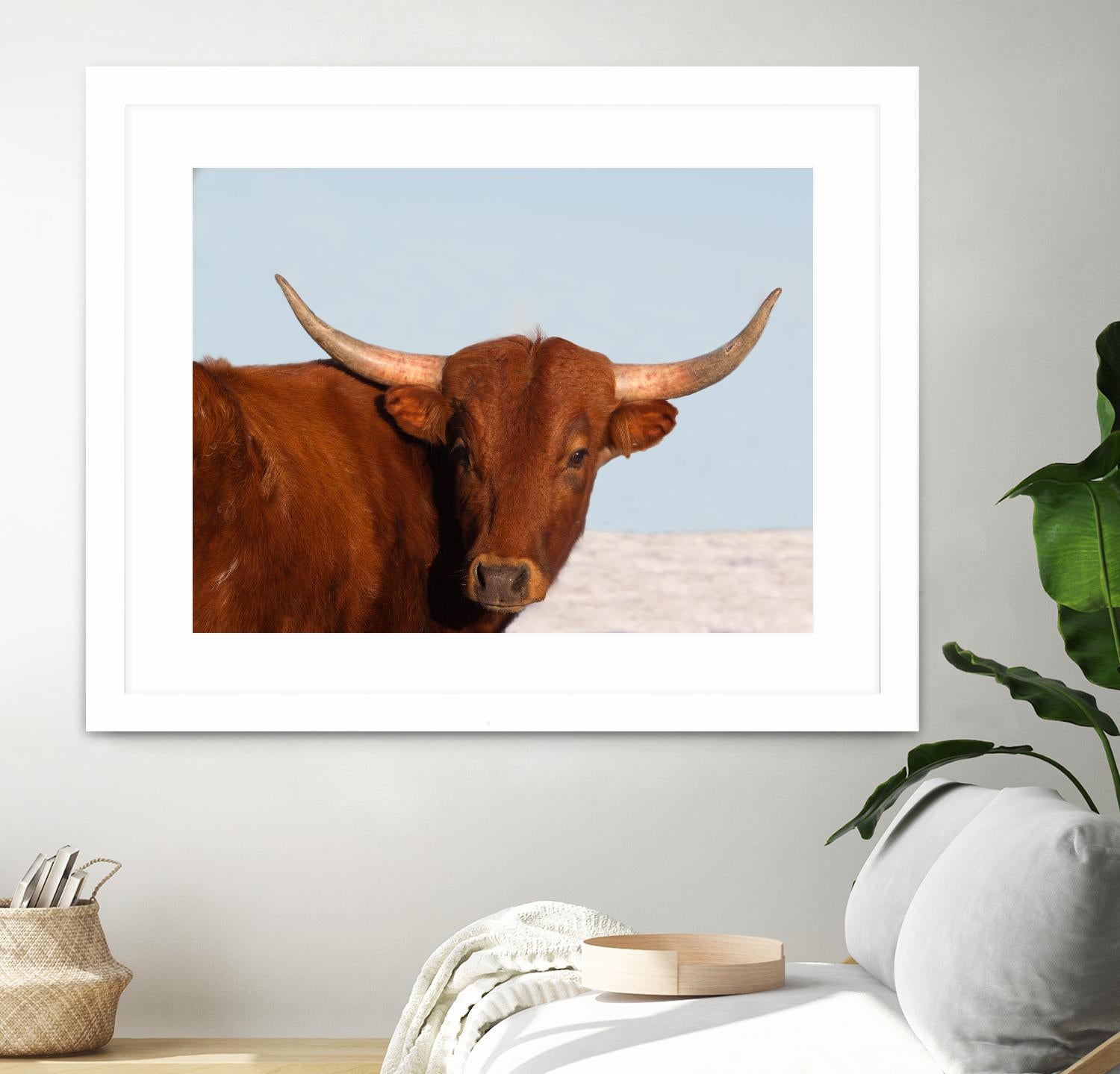 Steer by Carol Walker on GIANT ART - photography farm