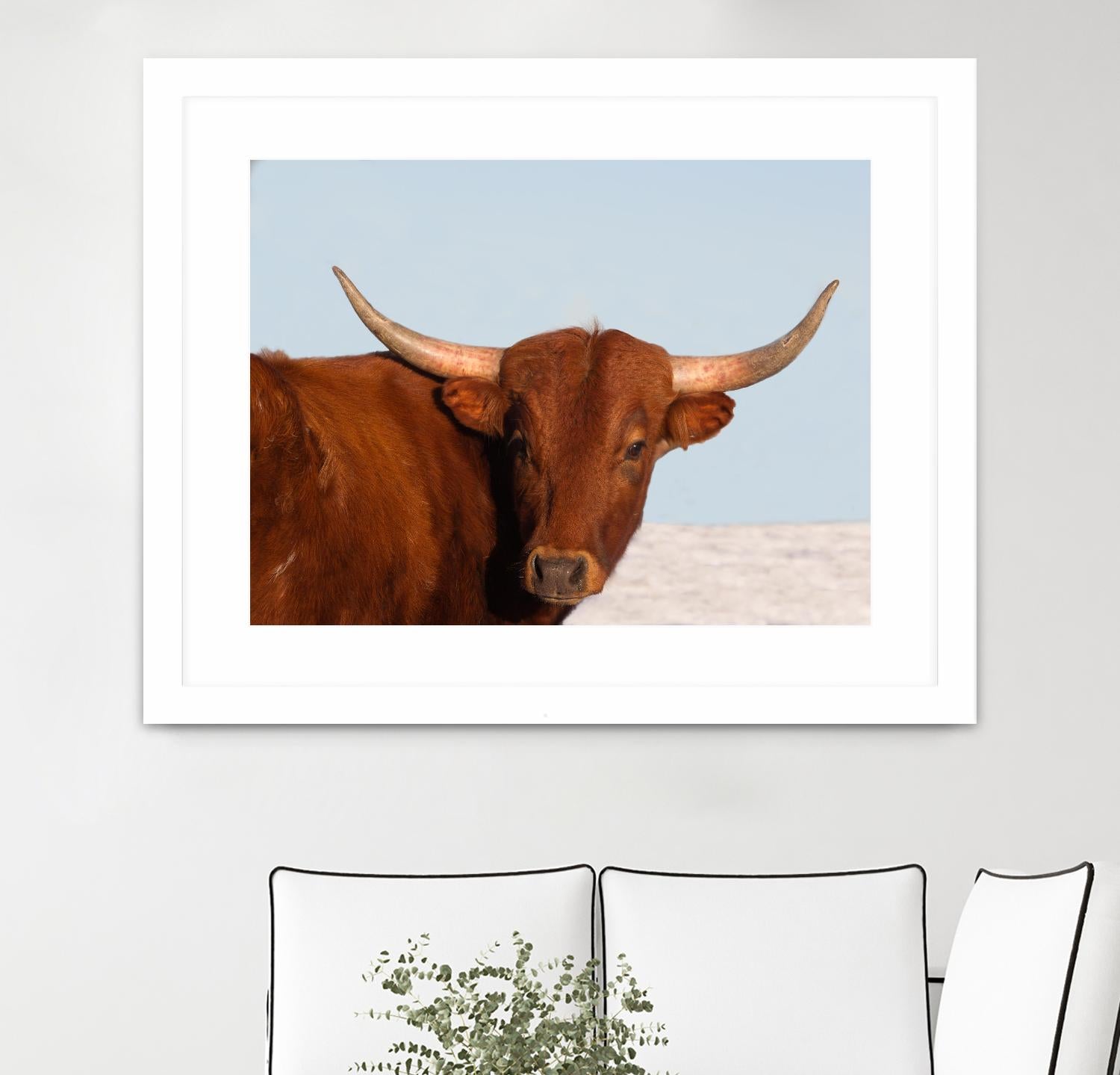 Steer by Carol Walker on GIANT ART - photography farm
