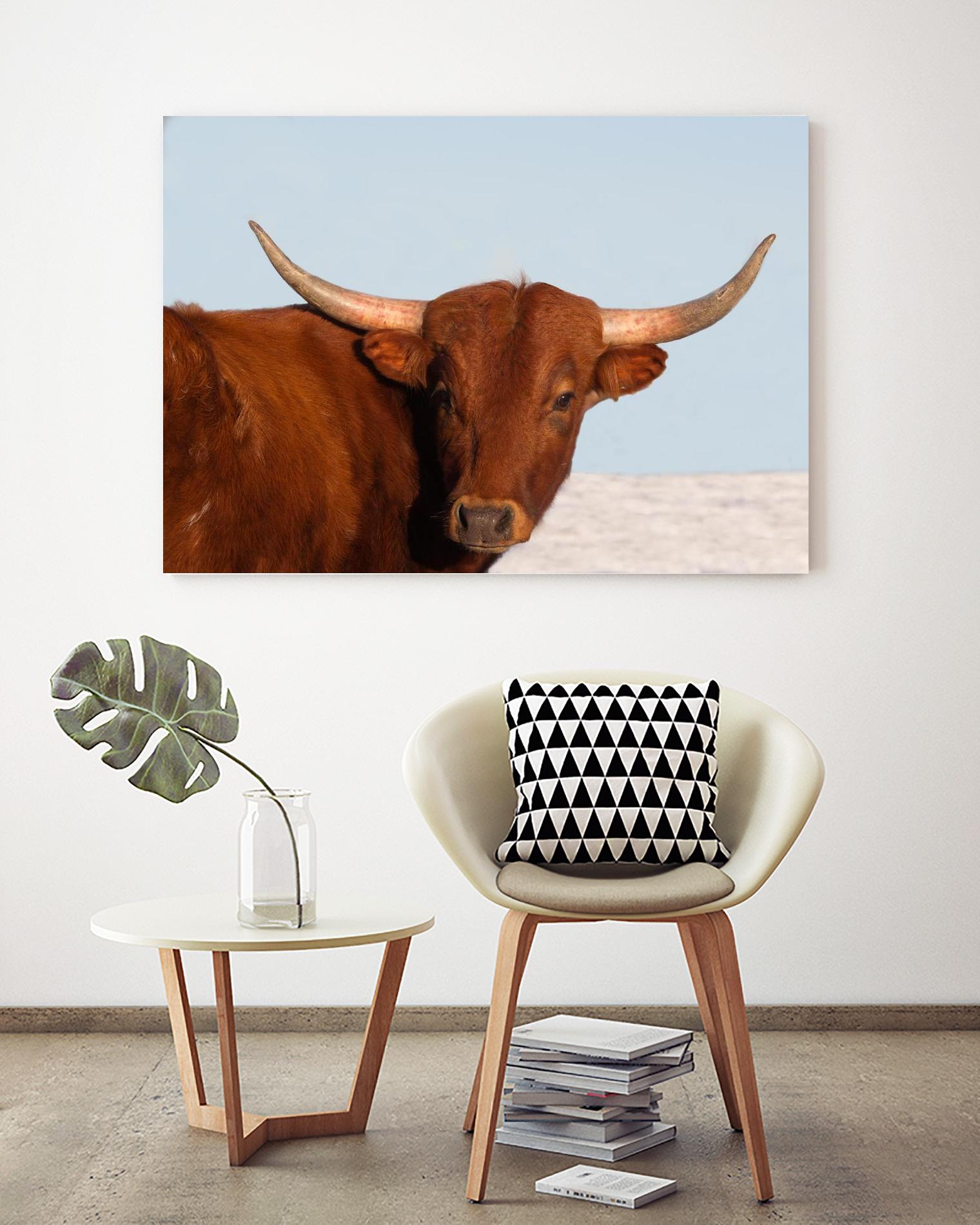 Steer by Carol Walker on GIANT ART - photography farm