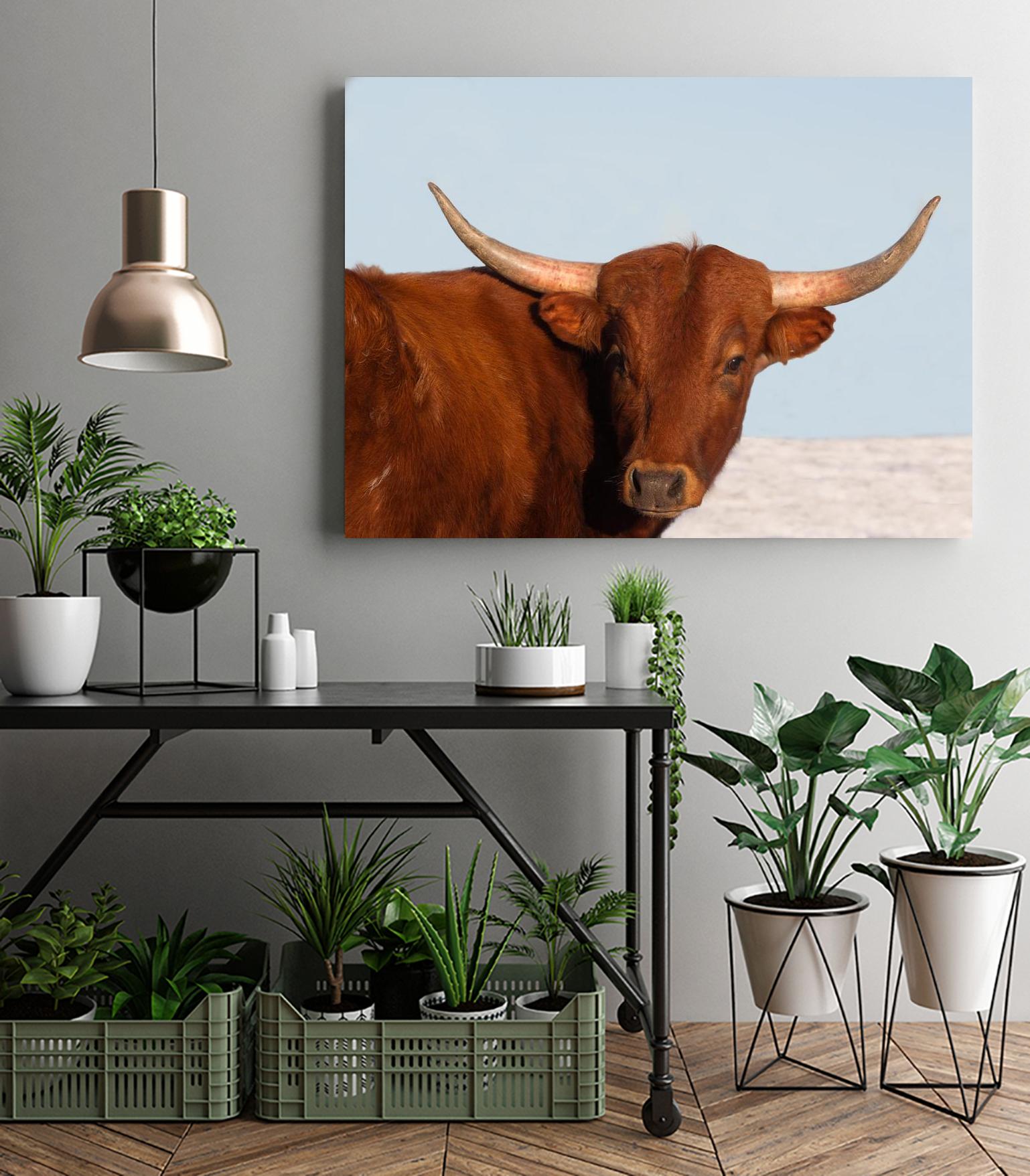 Steer by Carol Walker on GIANT ART - photography farm