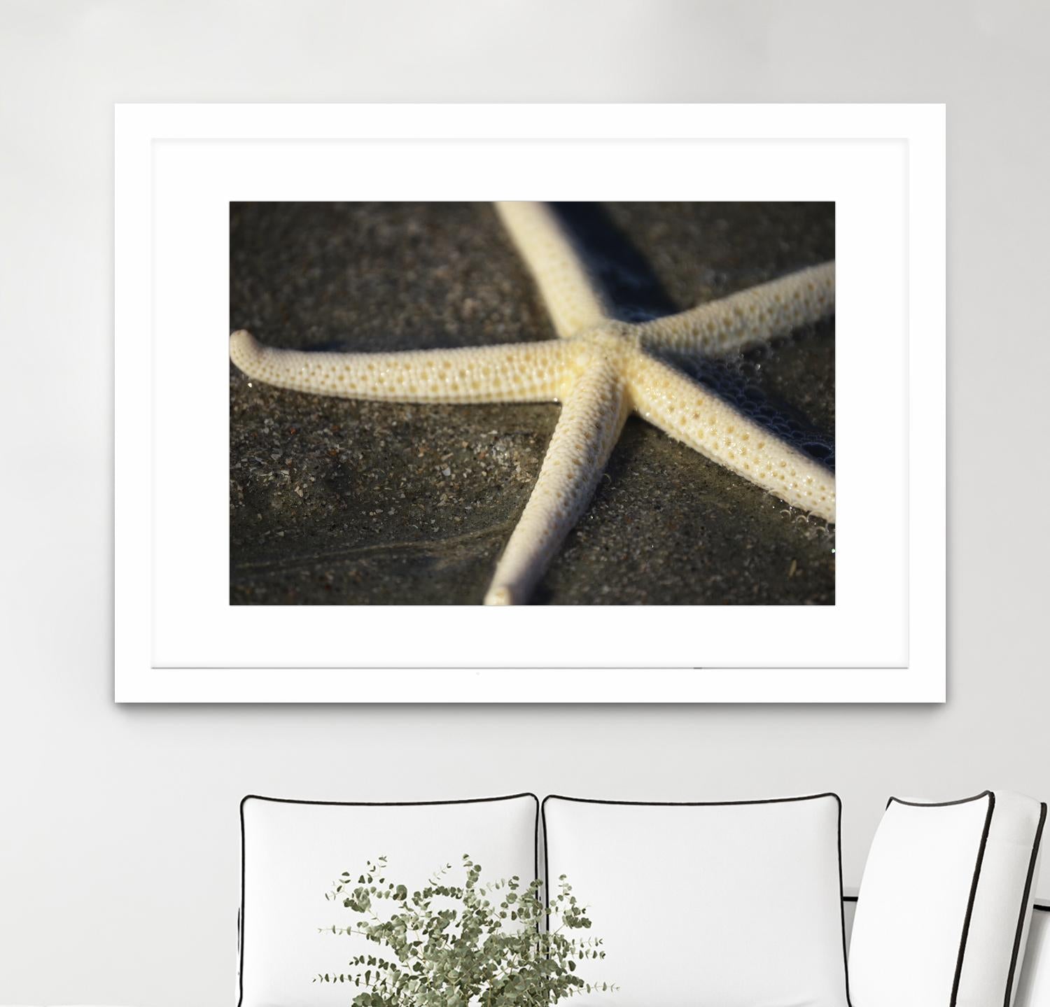 Starfish by Lori Prenner on GIANT ART - beige costal étoile de mer