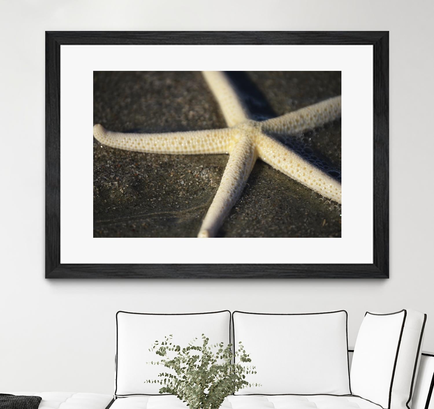 Starfish by Lori Prenner on GIANT ART - beige costal étoile de mer