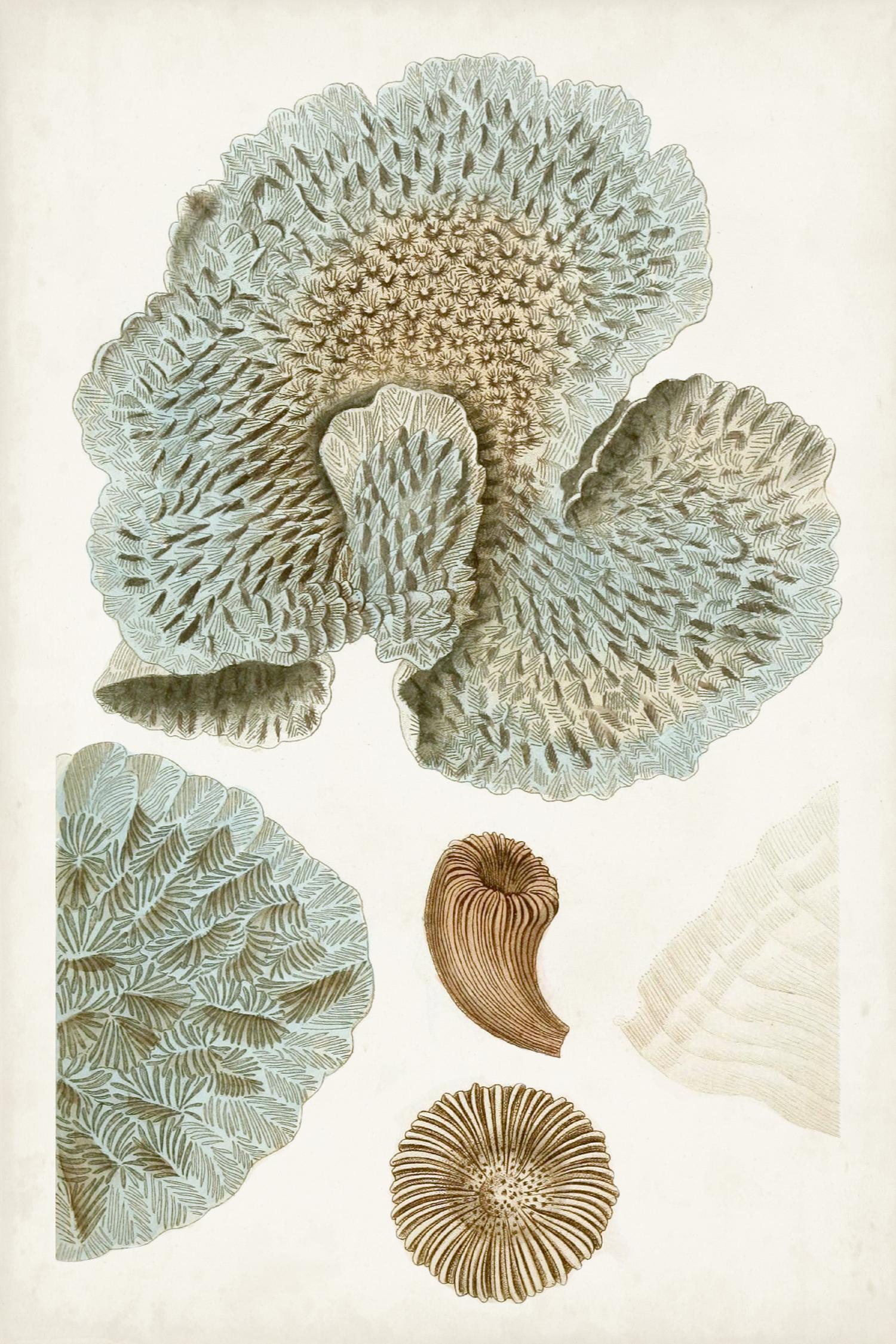 Coastal Curiosity V by Unknown on GIANT ART - green coastal & tropical abstract