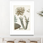 Coastal Curiosity VI by Unknown on GIANT ART - beige coastal & tropical sea