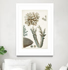 Coastal Curiosity VI by Unknown on GIANT ART - beige coastal & tropical sea