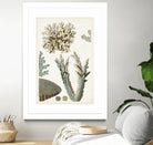 Coastal Curiosity VI by Unknown on GIANT ART - beige coastal & tropical sea