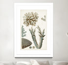 Coastal Curiosity VI by Unknown on GIANT ART - beige coastal & tropical sea