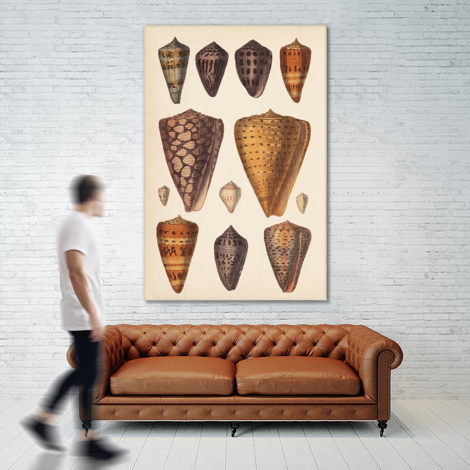 Antique Cone Shells I by Unknown on GIANT ART - orange beach