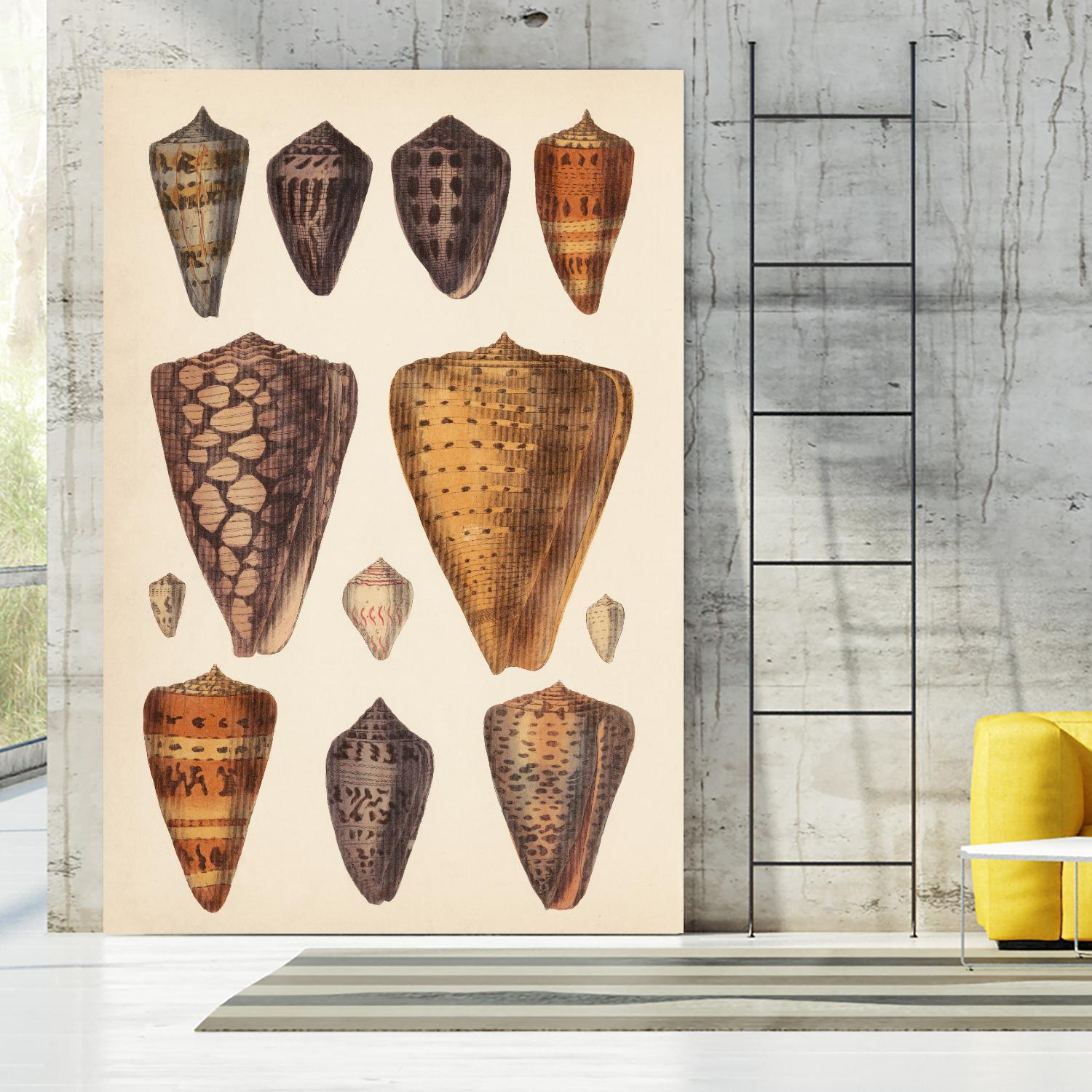 Antique Cone Shells I by Unknown on GIANT ART - orange beach