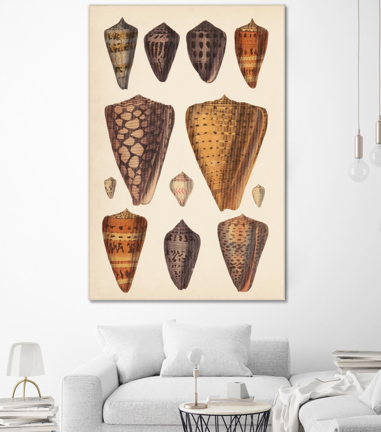 Antique Cone Shells I by Unknown on GIANT ART - orange beach