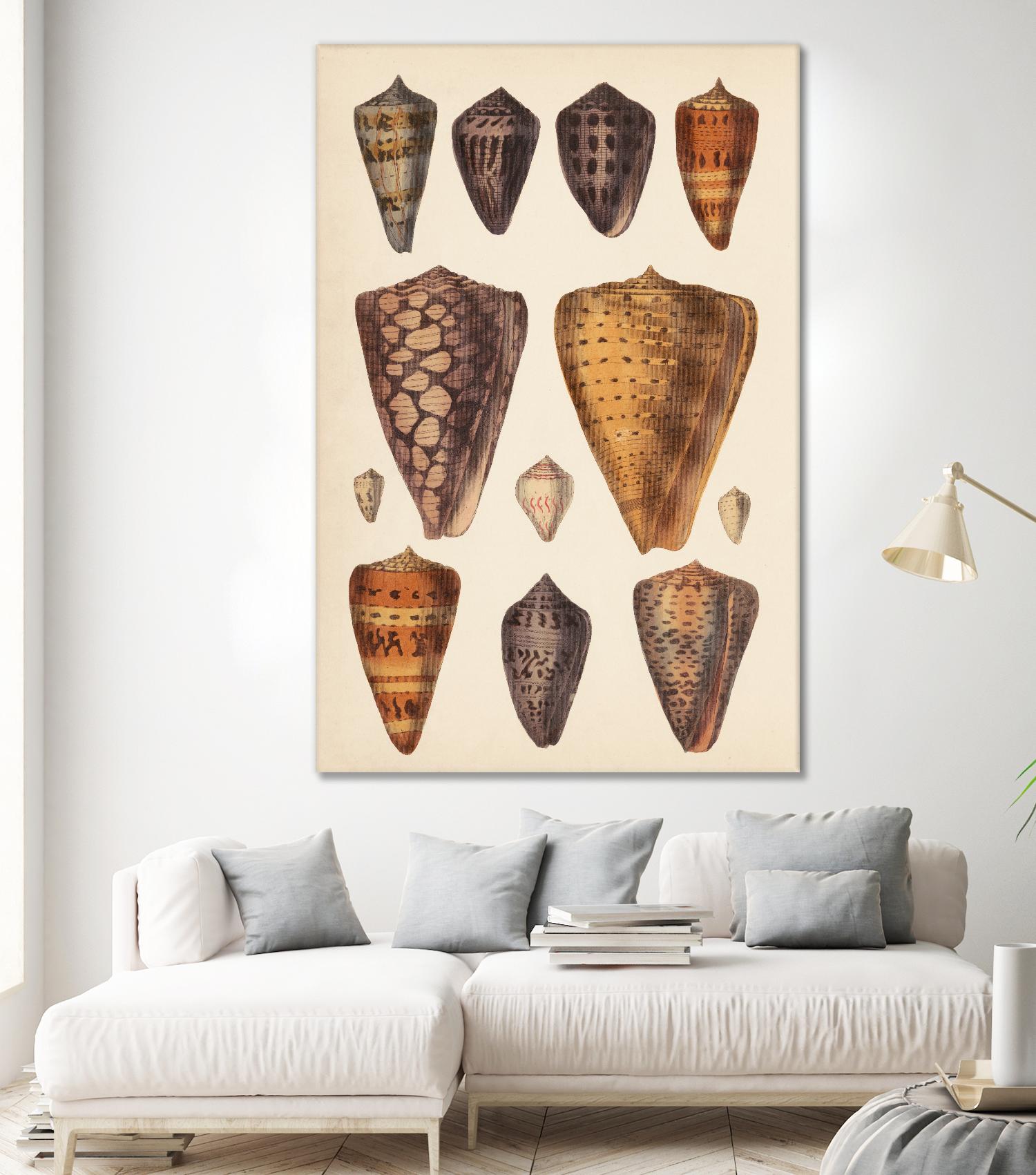 Antique Cone Shells I by Unknown on GIANT ART - orange beach