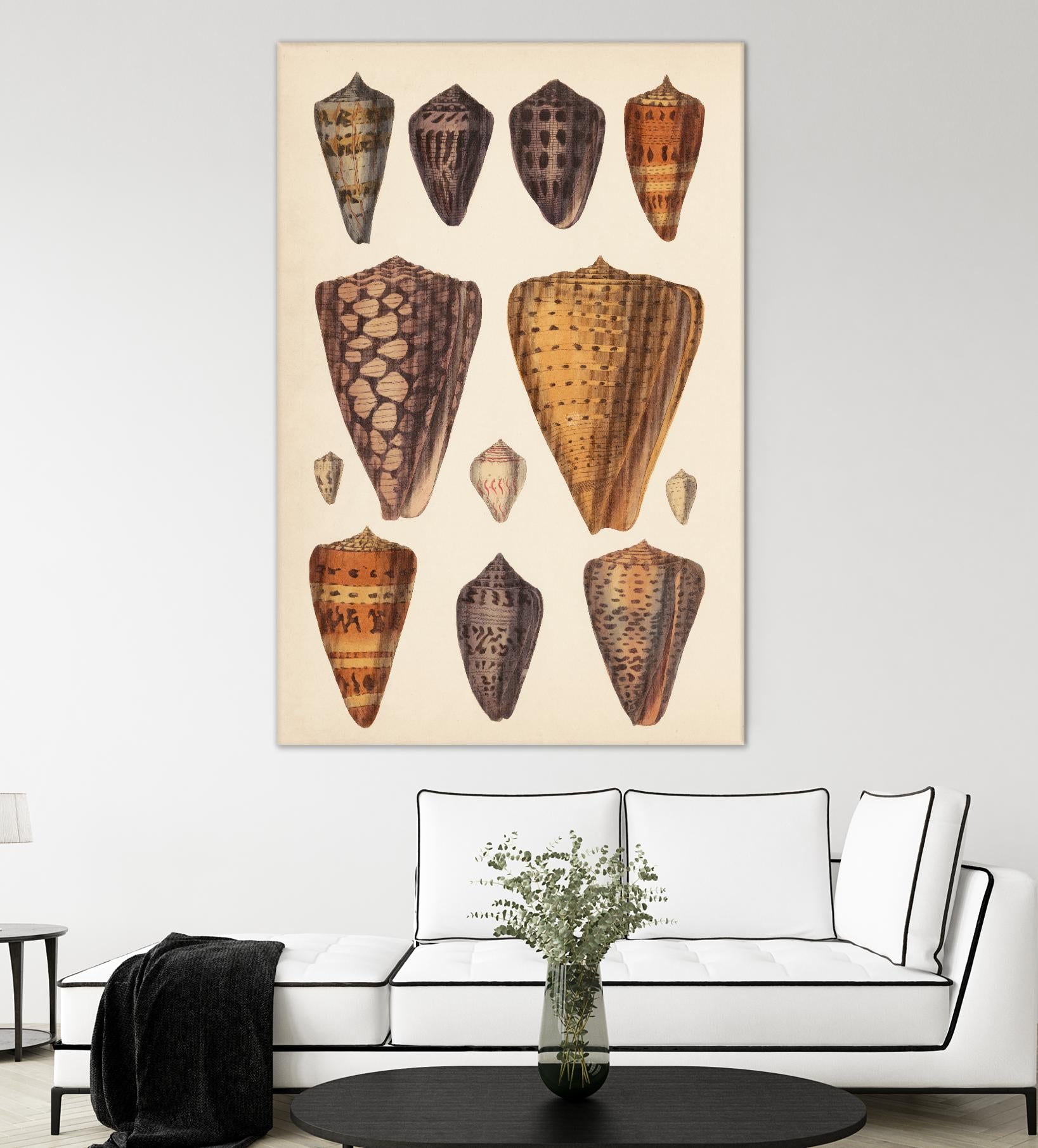 Antique Cone Shells I by Unknown on GIANT ART - orange beach