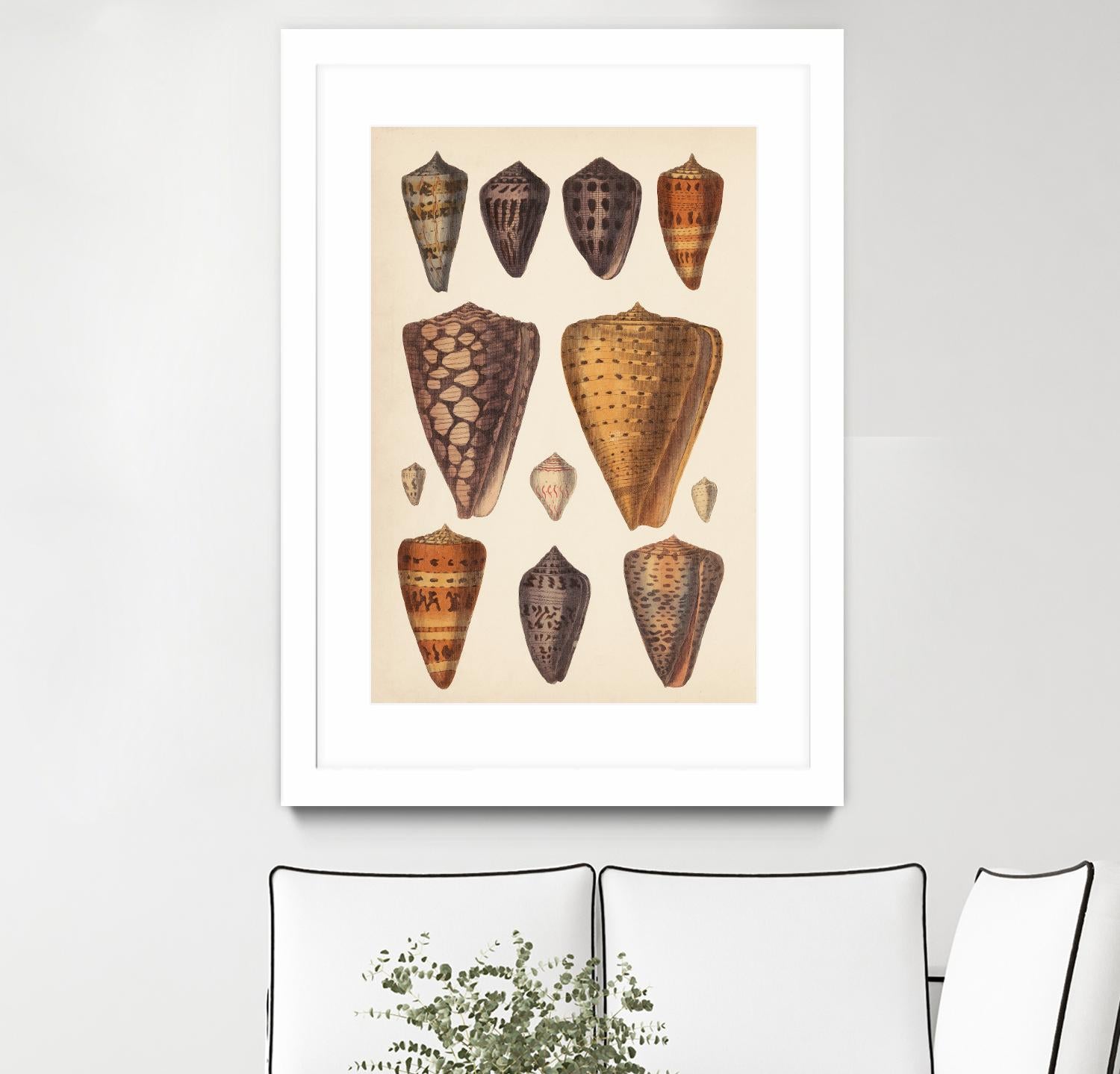 Antique Cone Shells I by Unknown on GIANT ART - orange beach