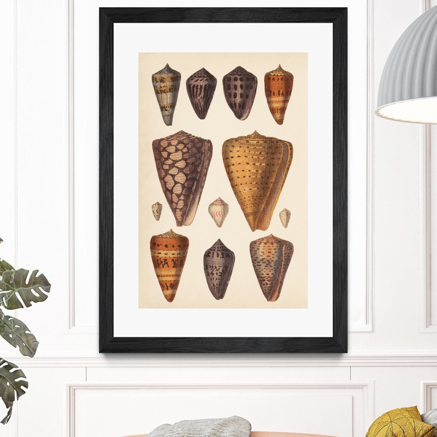 Antique Cone Shells I by Unknown on GIANT ART - orange beach