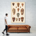 Antique Cone Shells II by Unknown on GIANT ART - beige  seashell