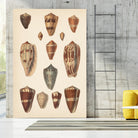 Antique Cone Shells II by Unknown on GIANT ART - beige  seashell