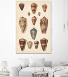 Antique Cone Shells II by Unknown on GIANT ART - beige  seashell