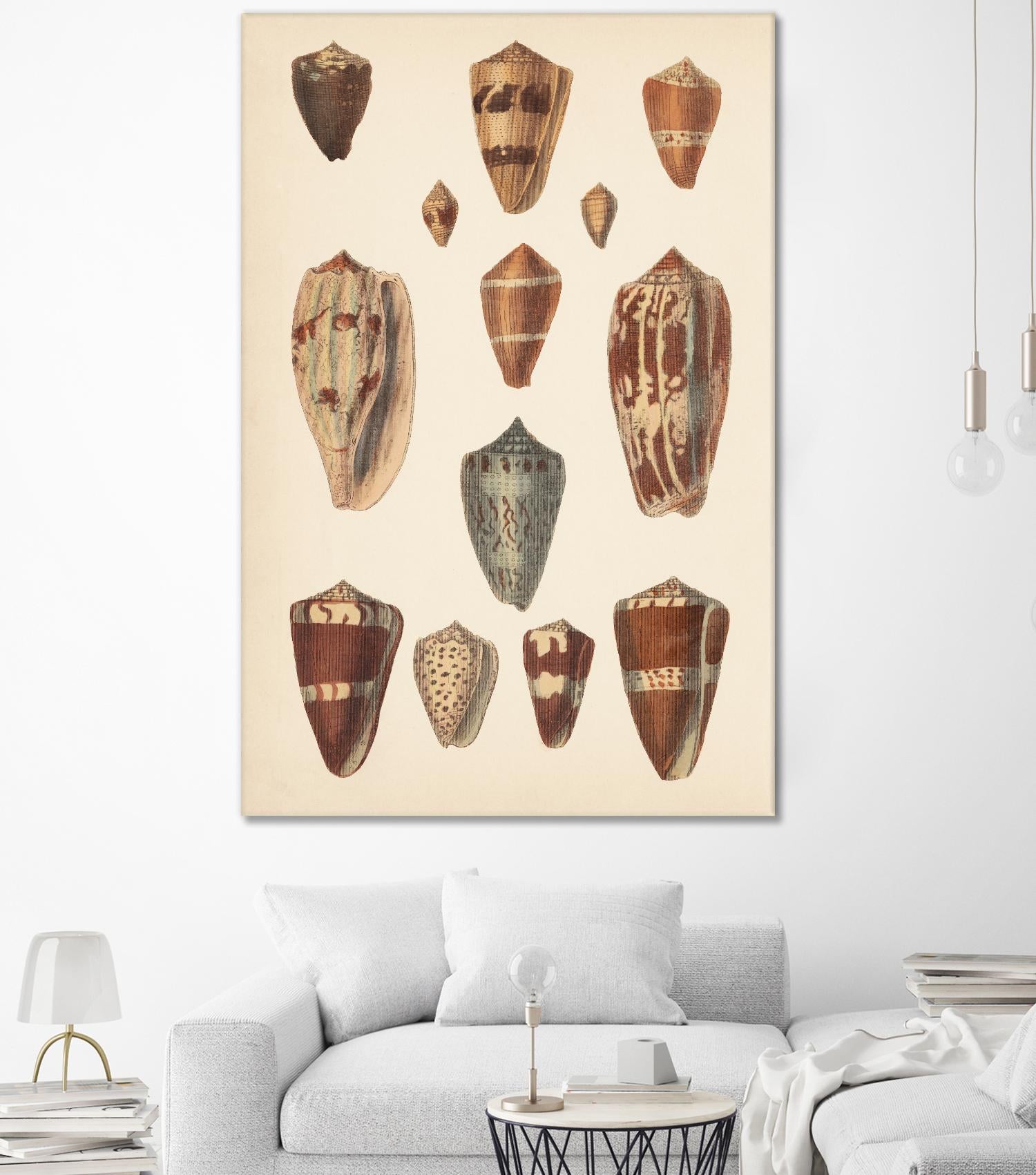 Antique Cone Shells II by Unknown on GIANT ART - beige  seashell