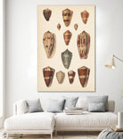 Antique Cone Shells II by Unknown on GIANT ART - beige  seashell