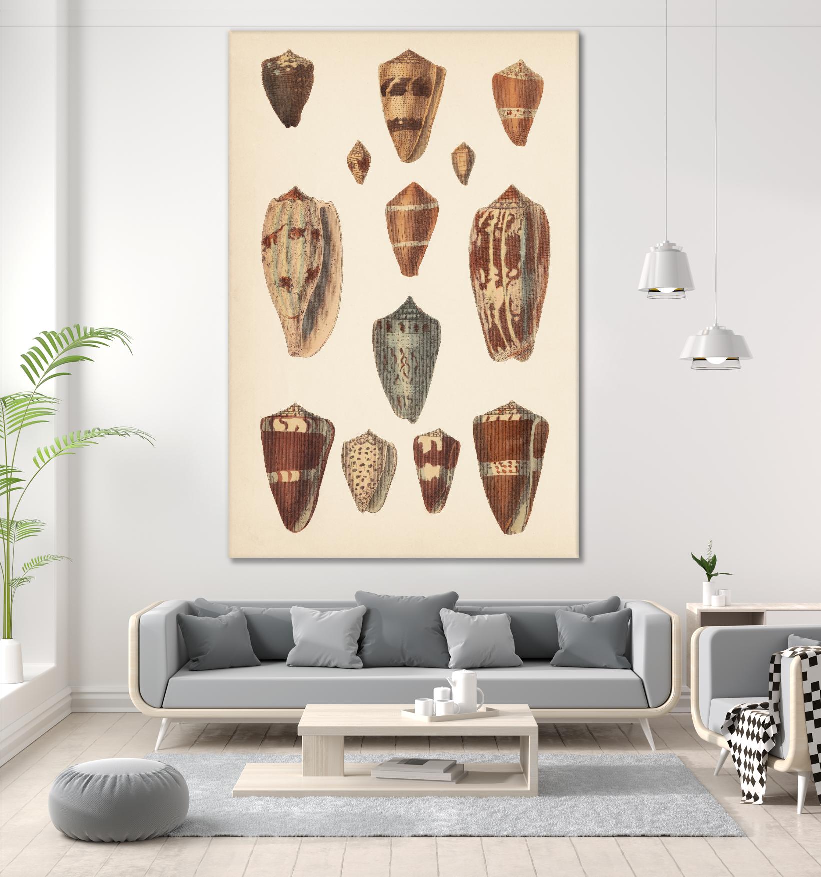 Antique Cone Shells II by Unknown on GIANT ART - beige  seashell