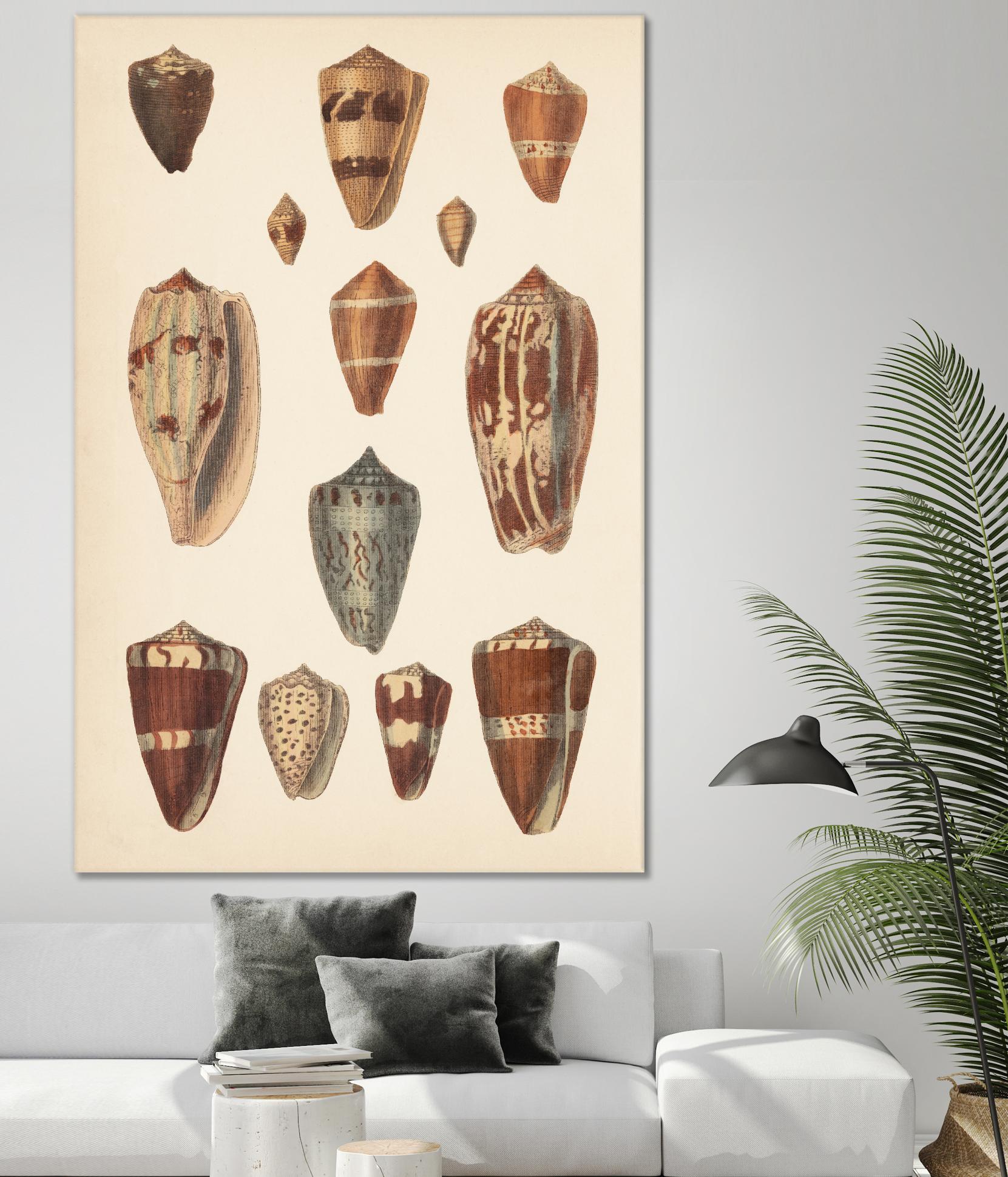 Antique Cone Shells II by Unknown on GIANT ART - beige  seashell