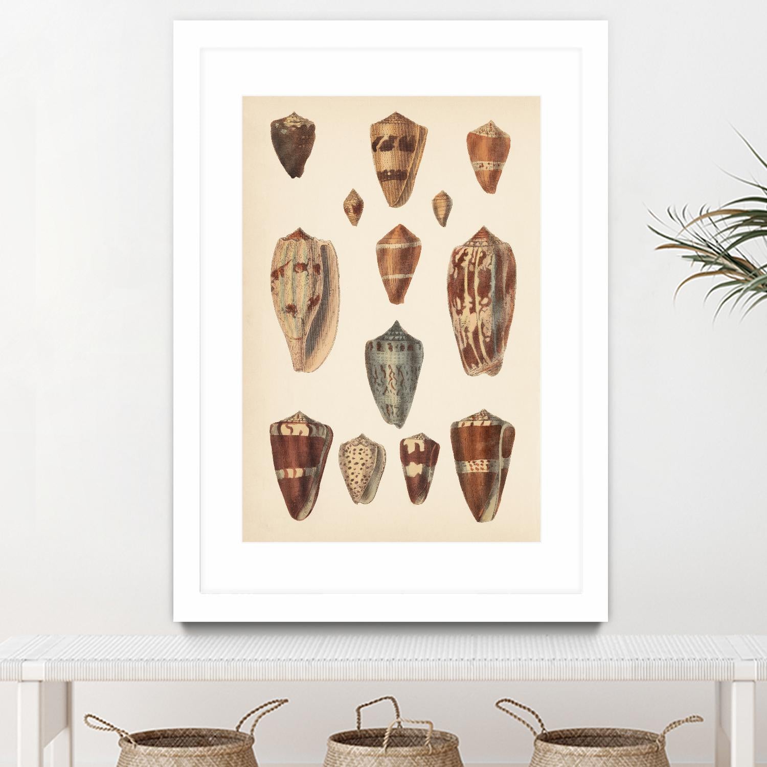 Antique Cone Shells II by Unknown on GIANT ART - beige  seashell