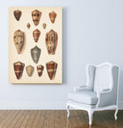 Antique Cone Shells II by Unknown on GIANT ART - beige  seashell