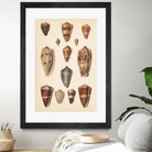 Antique Cone Shells II by Unknown on GIANT ART - beige  seashell