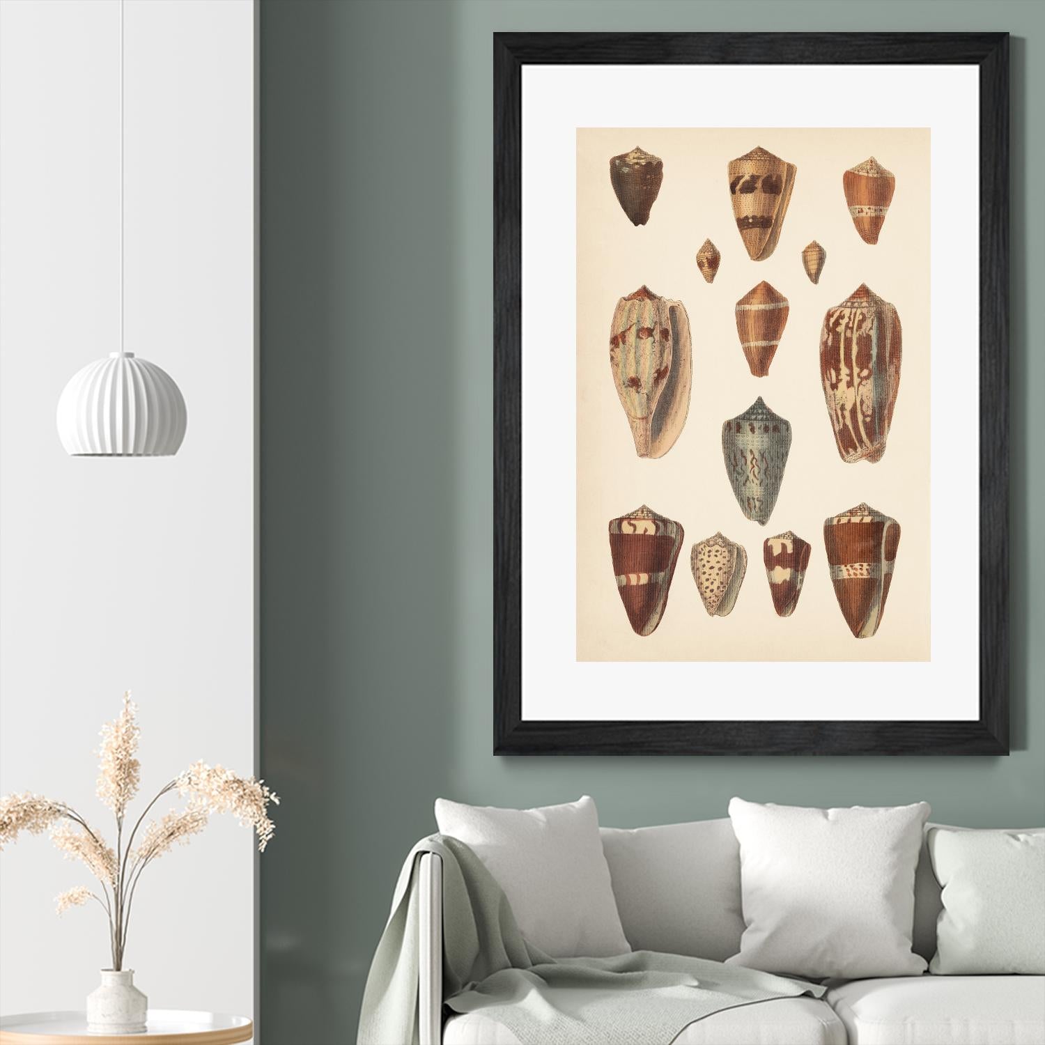 Antique Cone Shells II by Unknown on GIANT ART - beige  seashell