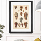 Antique Cone Shells II by Unknown on GIANT ART - beige  seashell