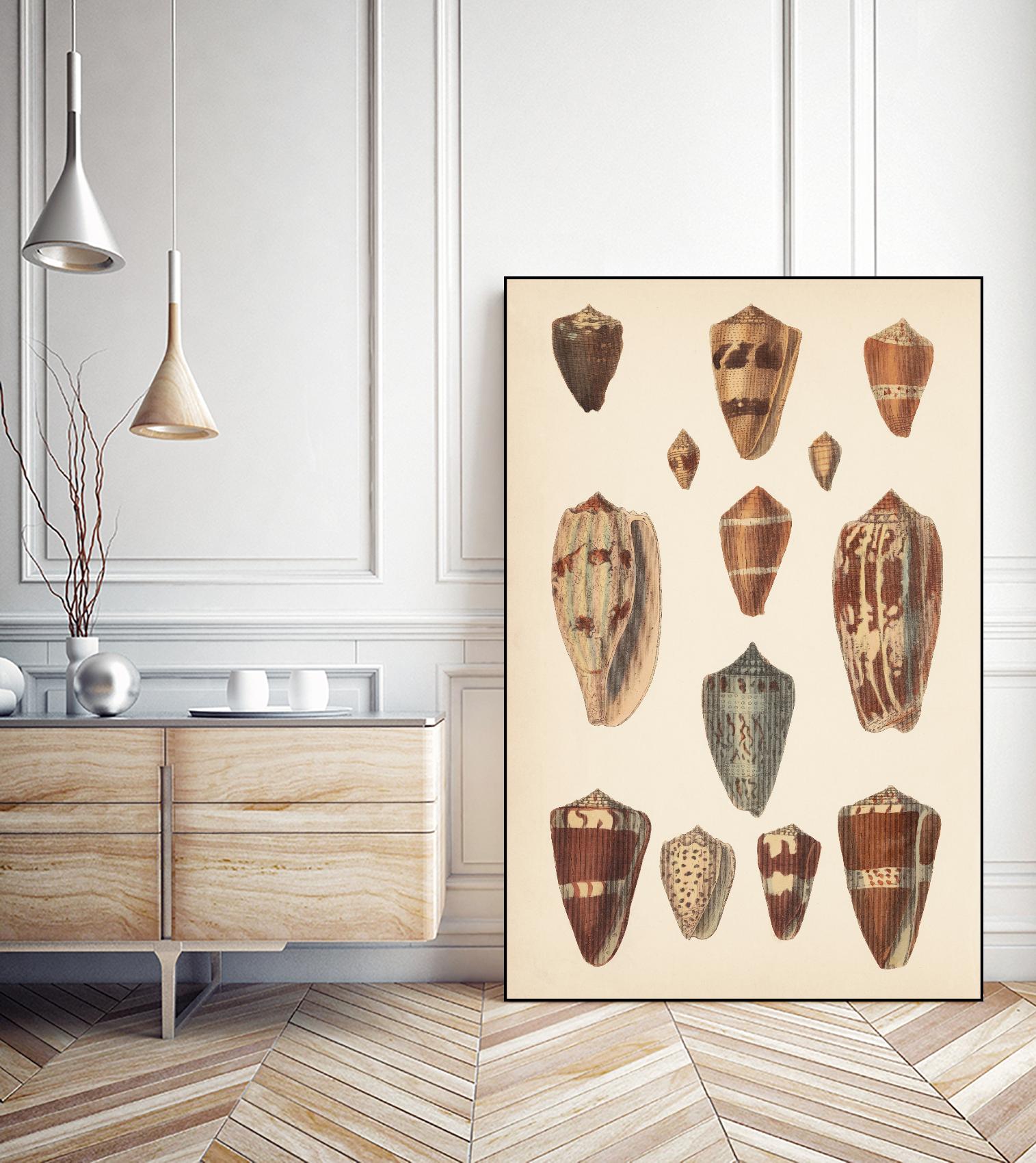 Antique Cone Shells II by Unknown on GIANT ART - beige  seashell