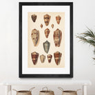 Antique Cone Shells II by Unknown on GIANT ART - beige  seashell