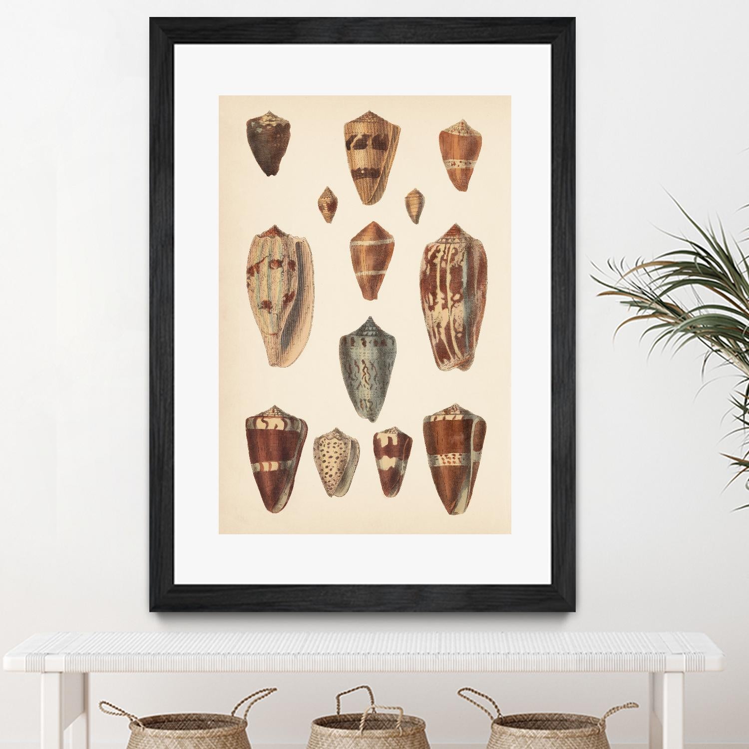 Antique Cone Shells II by Unknown on GIANT ART - beige  seashell