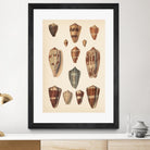 Antique Cone Shells II by Unknown on GIANT ART - beige  seashell