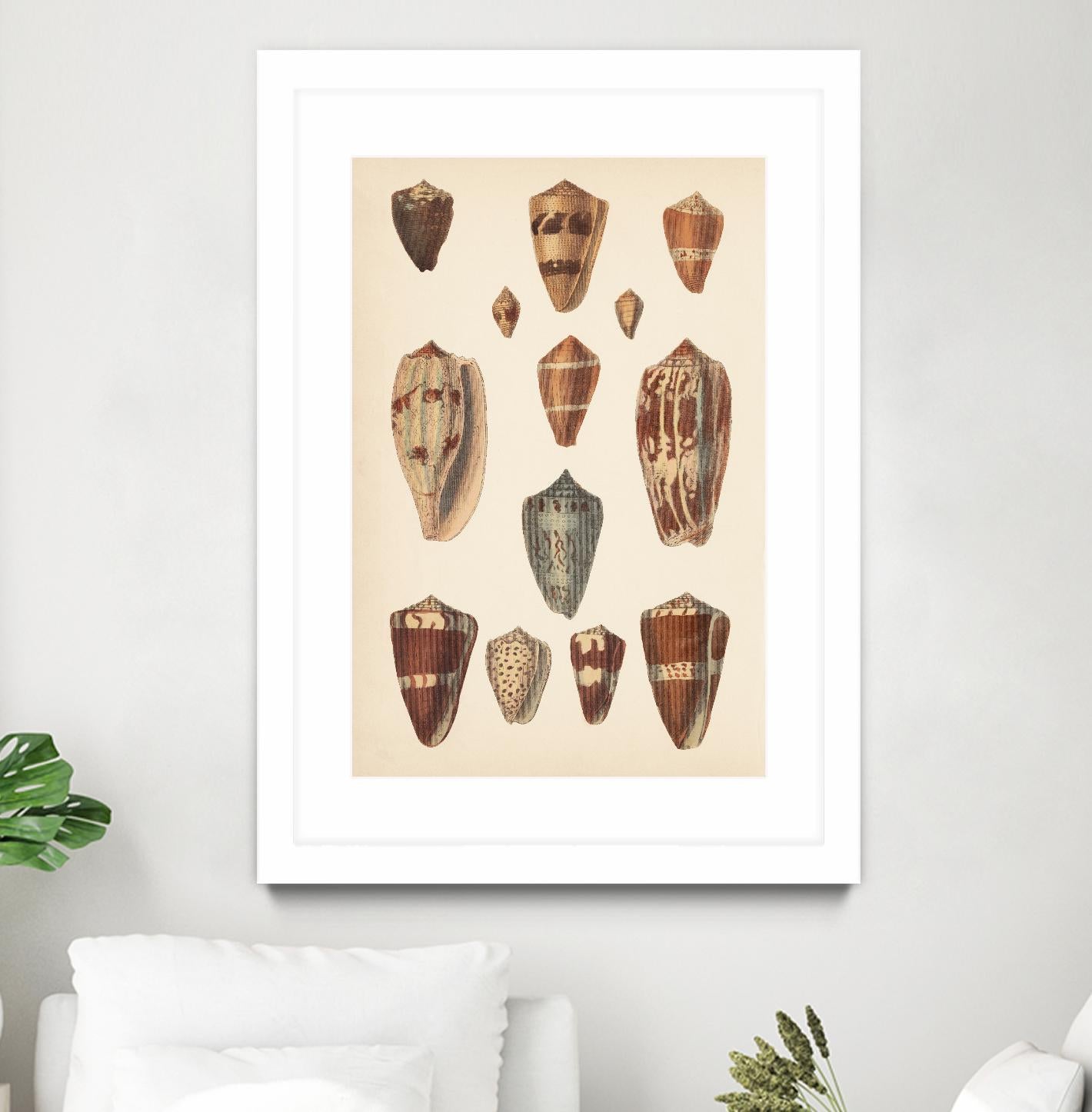 Antique Cone Shells II by Unknown on GIANT ART - beige  seashell