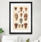 Antique Cone Shells II by Unknown on GIANT ART - beige  seashell