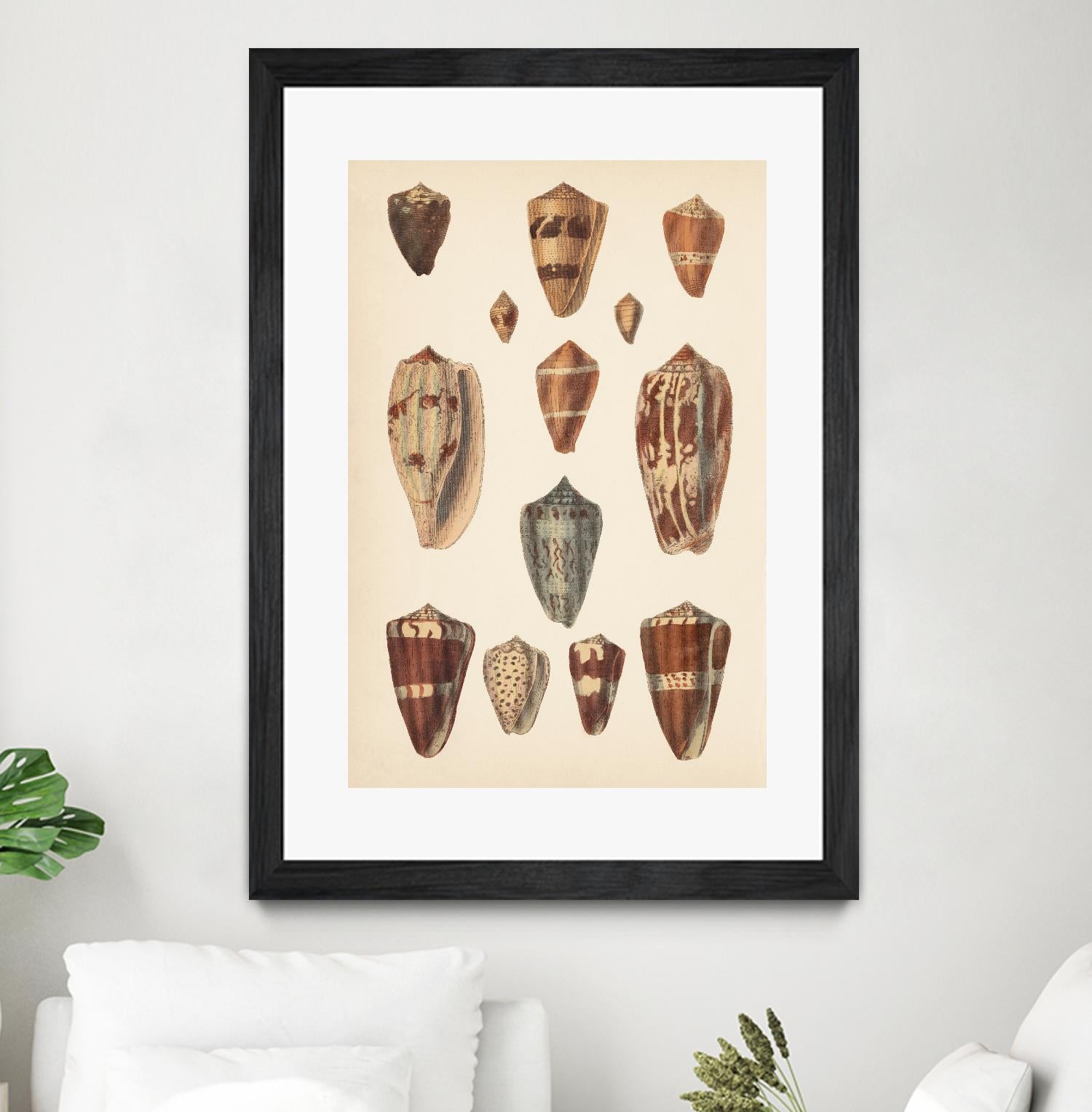 Antique Cone Shells II by Unknown on GIANT ART - beige  seashell