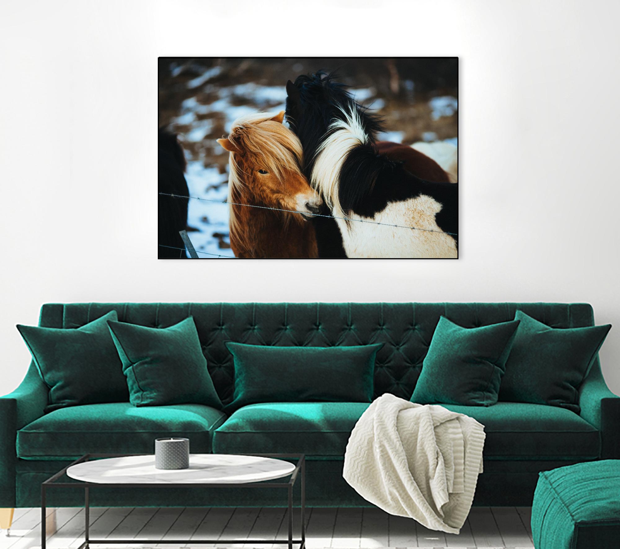 Poneys by Pexels on GIANT ART - black animals