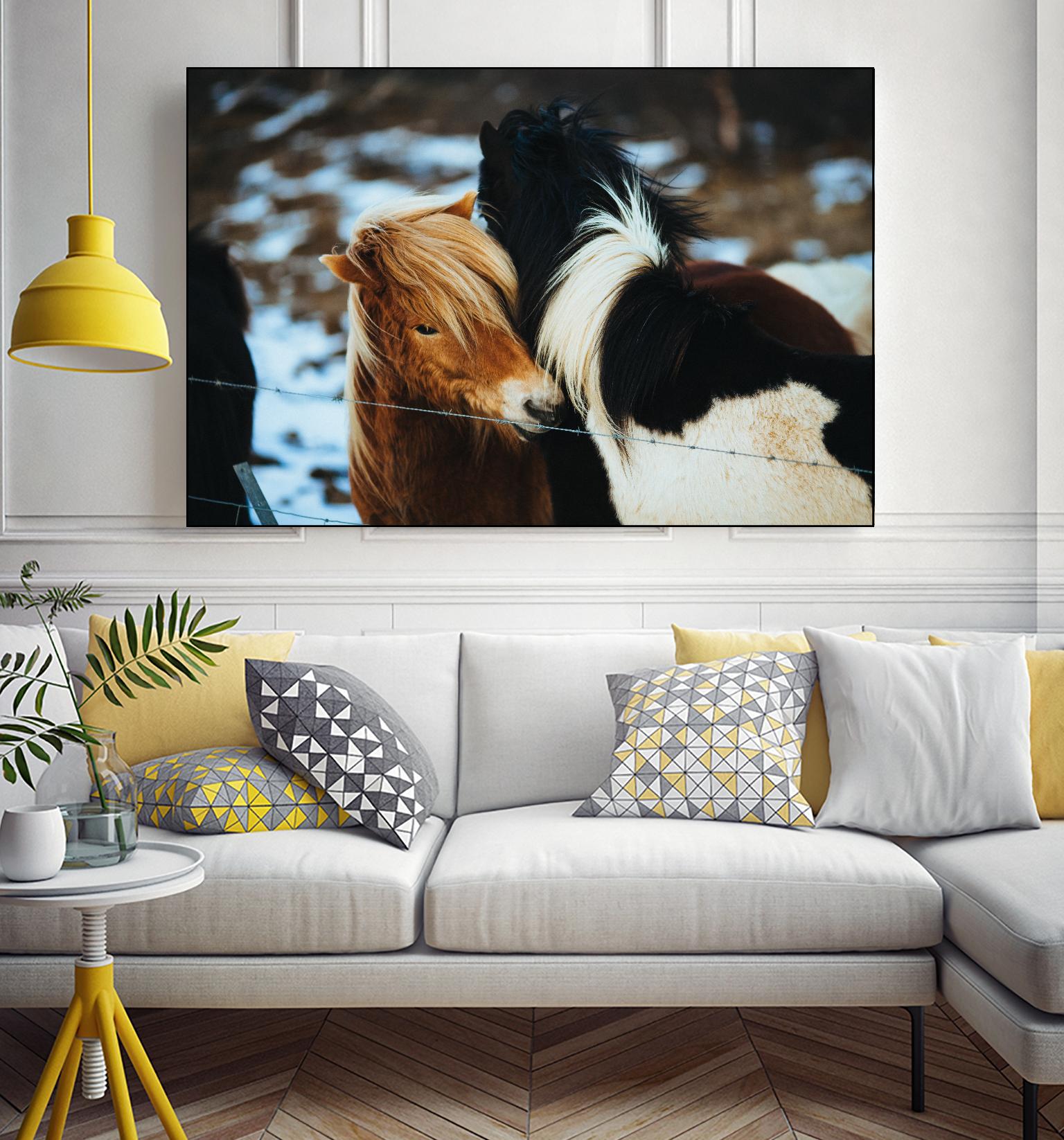 Poneys by Pexels on GIANT ART - black animals