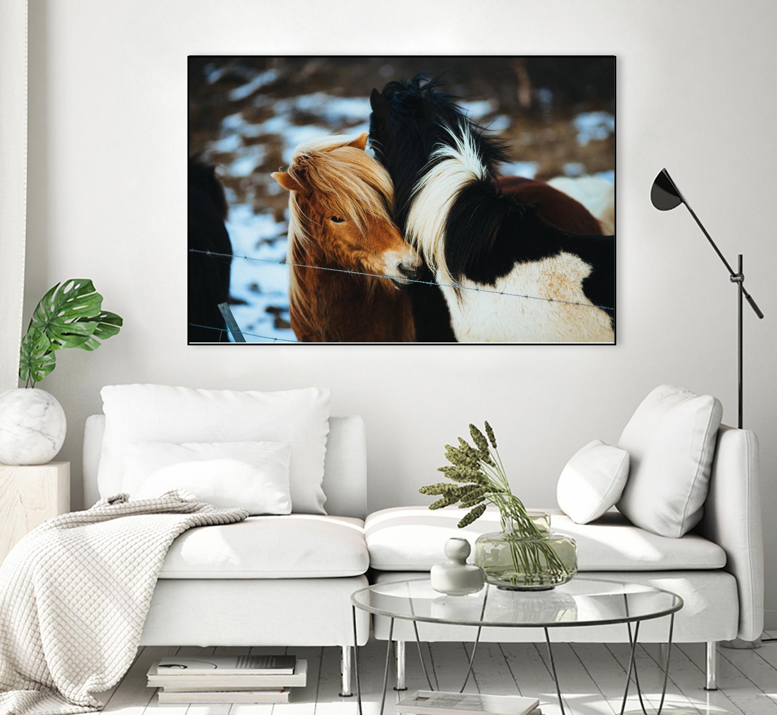 Poneys by Pexels on GIANT ART - black animals