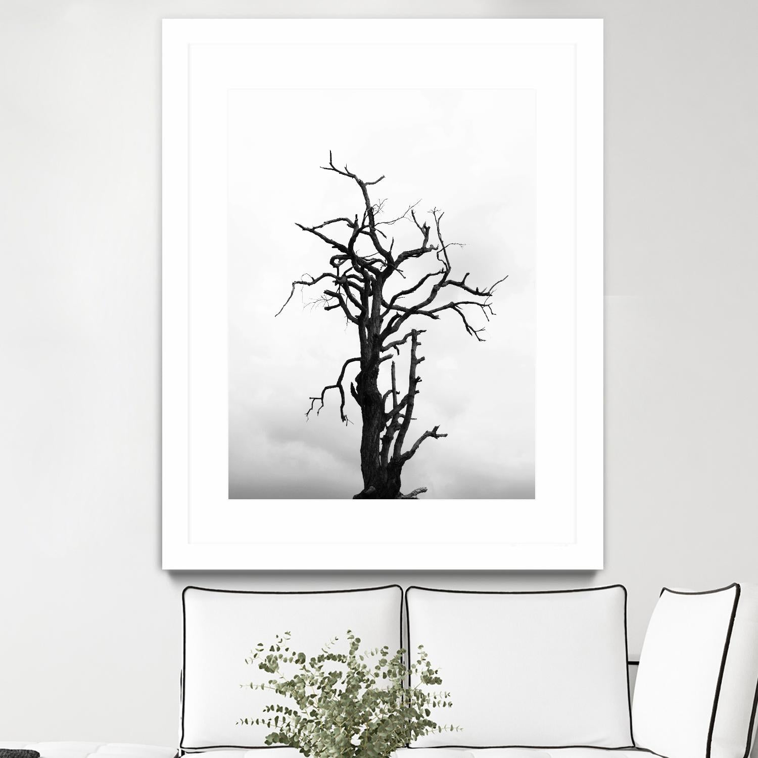 Dead tree by Pexels on GIANT ART - white trees