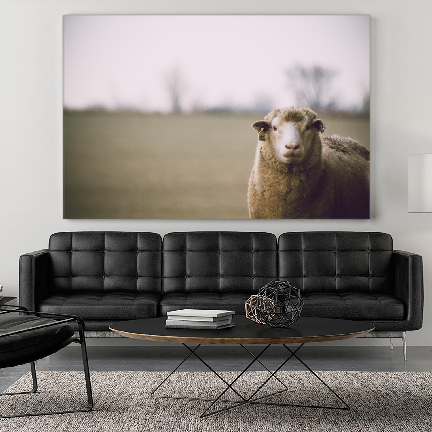 Baa 167 by Pexels on GIANT ART - white animals