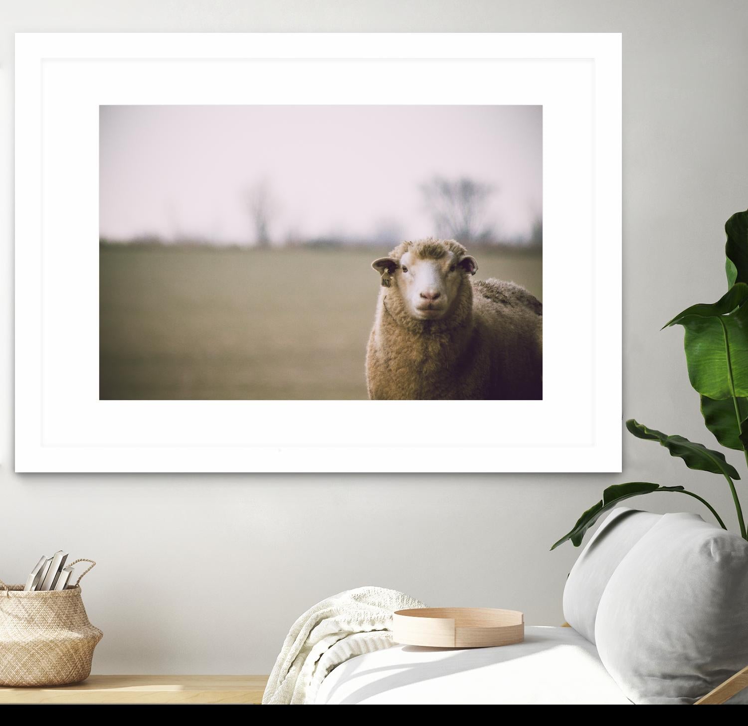 Baa 167 by Pexels on GIANT ART - white animals