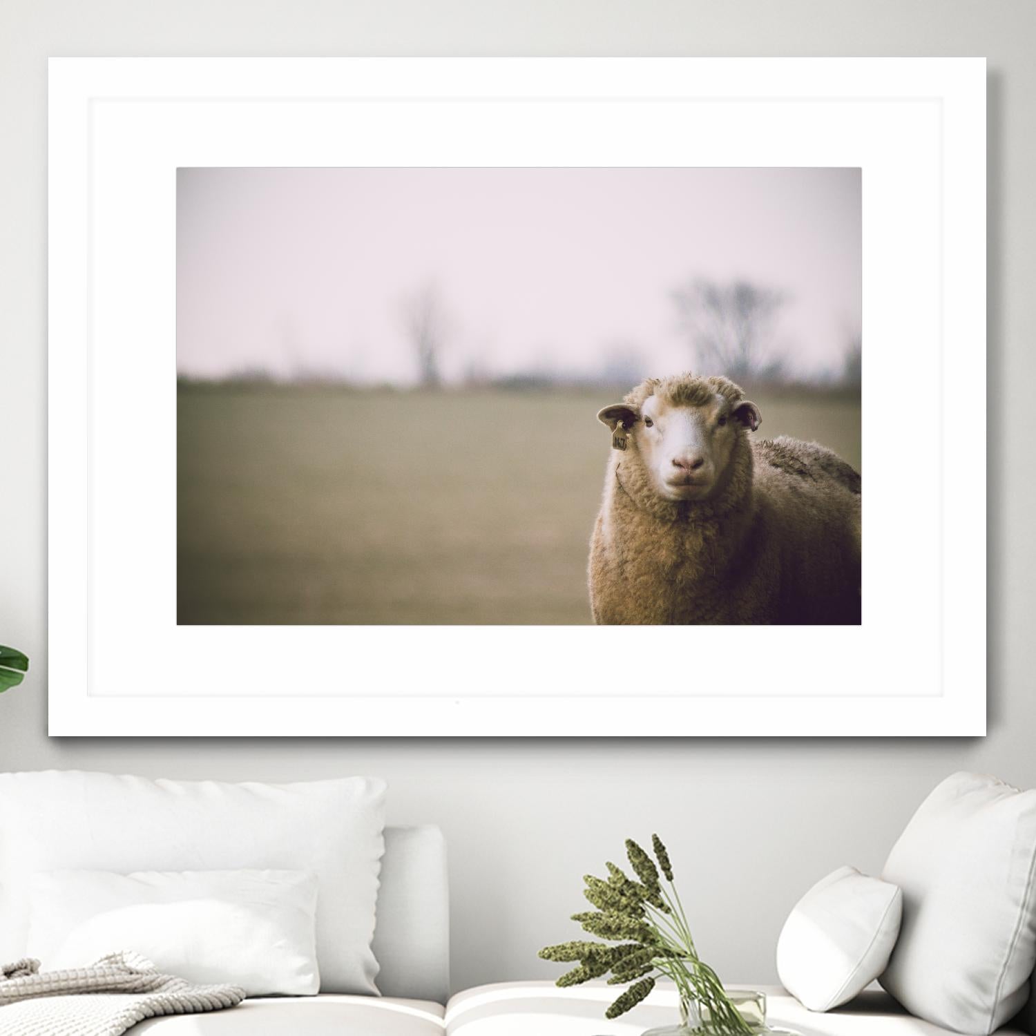 Baa 167 by Pexels on GIANT ART - white animals