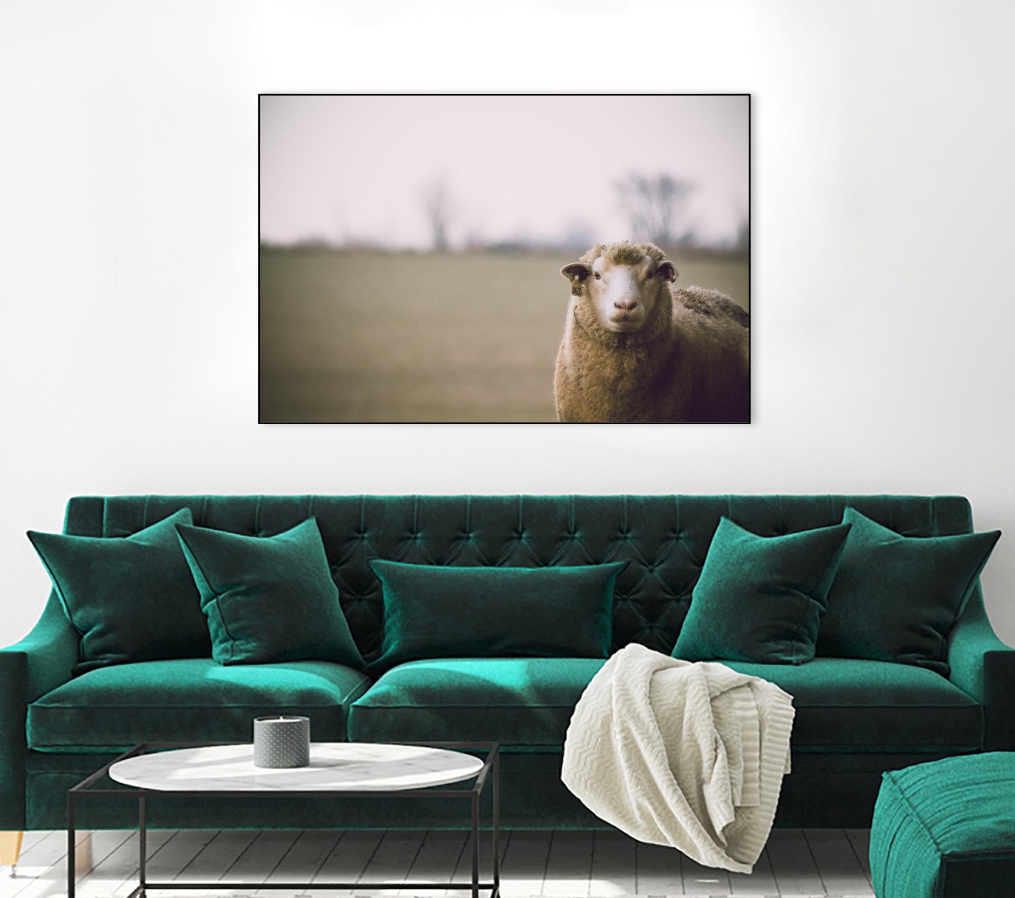 Baa 167 by Pexels on GIANT ART - white animals