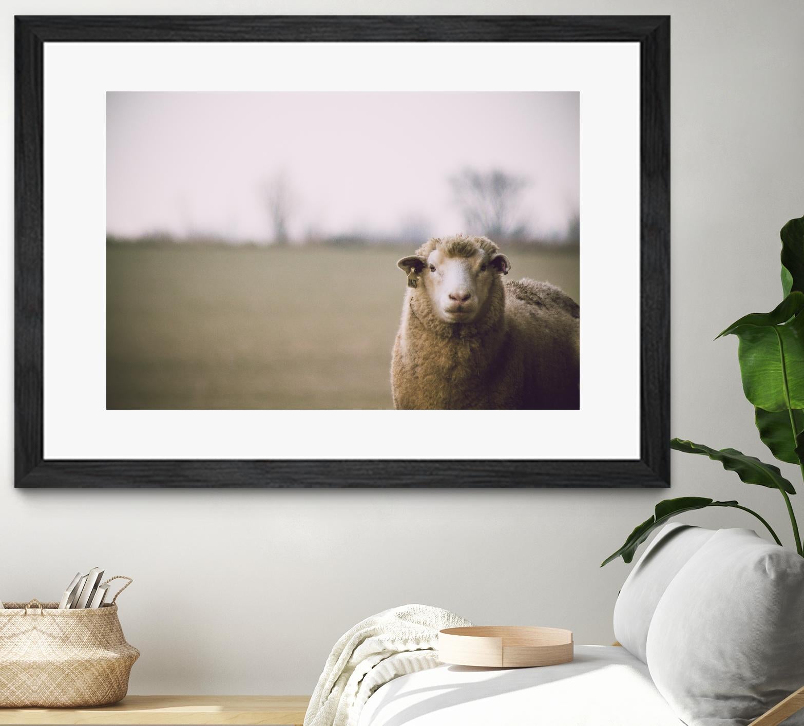 Baa 167 by Pexels on GIANT ART - white animals