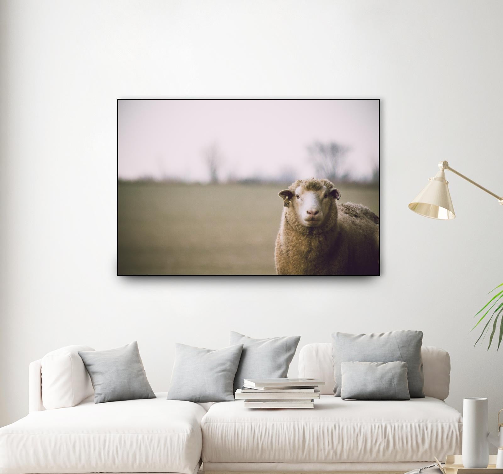 Baa 167 by Pexels on GIANT ART - white animals