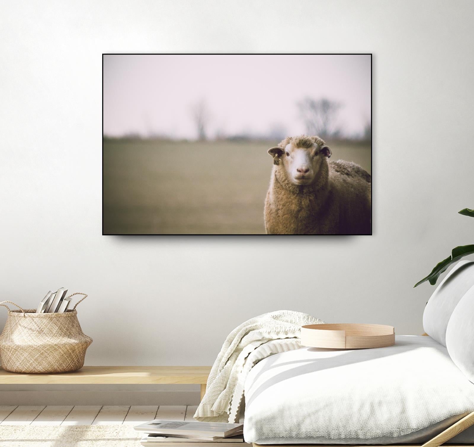 Baa 167 by Pexels on GIANT ART - white animals